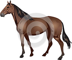 Thoroughbred Horse, Stalion Galop ,  Animal - Vector Illustration