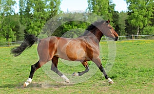 Thoroughbred horse stallion runs through tall grass field