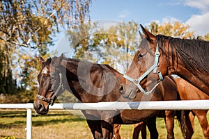 Thoroughbred horse standing on autumn pasture.