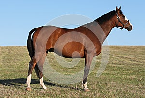 Thoroughbred horse standing on a Hill UK