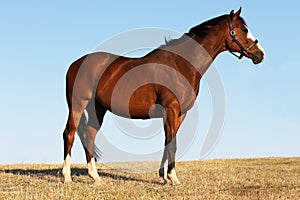 Thoroughbred horse standing on a Hill UK