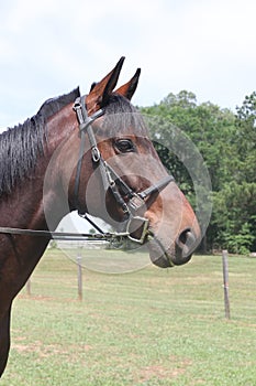 Thoroughbred horse wearing leather bridle