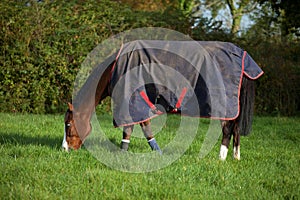 Thoroughbred horse wearing a rug.