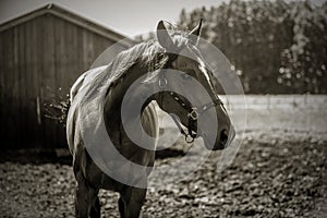 Thoroughbred horses gallop across the meadow