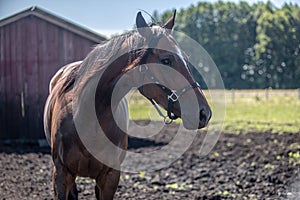 Thoroughbred horses gallop across the meadow