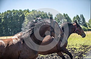 Thoroughbred horses gallop across the meadow