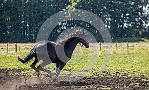 Thoroughbred horses gallop across the meadow