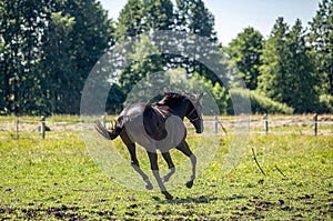 Thoroughbred horses gallop across the meadow