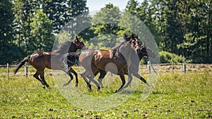 Thoroughbred horses gallop across the meadow