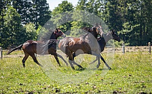 Thoroughbred horses gallop across the meadow