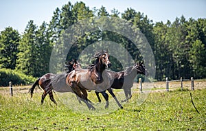 Thoroughbred horses gallop across the meadow