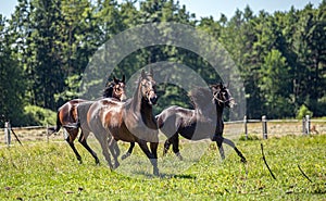 Thoroughbred horses gallop across the meadow