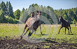 Thoroughbred horses gallop across the meadow