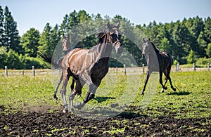 Thoroughbred horses gallop across the meadow