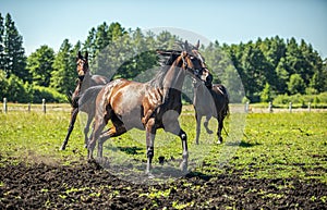 Thoroughbred horses gallop across the meadow