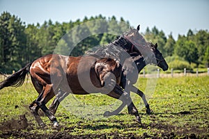 Thoroughbred horses gallop across the meadow