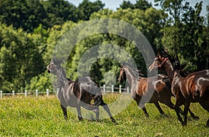 Thoroughbred horses gallop across the meadow