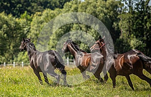 Thoroughbred horses gallop across the meadow