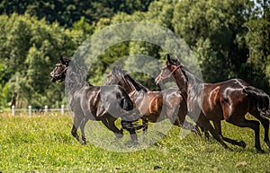 Thoroughbred horses gallop across the meadow