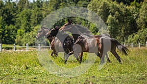 Thoroughbred horses gallop across the meadow