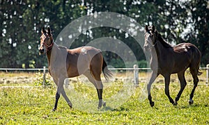 Thoroughbred horses gallop across the meadow