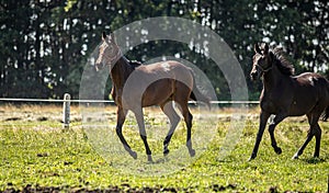 Thoroughbred horses gallop across the meadow