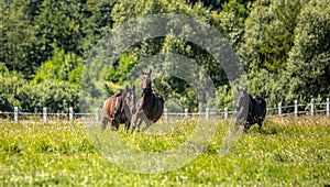 Thoroughbred horses gallop across the meadow