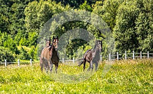 Thoroughbred horses gallop across the meadow