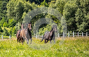 Thoroughbred horses gallop across the meadow