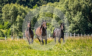 Thoroughbred horses gallop across the meadow