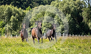 Thoroughbred horses gallop across the meadow