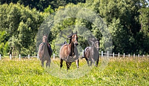 Thoroughbred horses gallop across the meadow