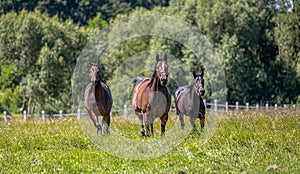 Thoroughbred horses gallop across the meadow