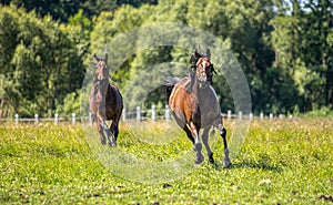 Thoroughbred horses gallop across the meadow