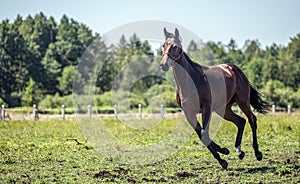 Thoroughbred horses gallop across the meadow