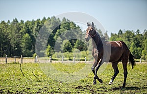 Thoroughbred horses gallop across the meadow