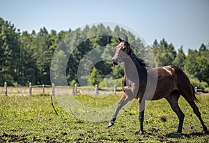 Thoroughbred horses gallop across the meadow