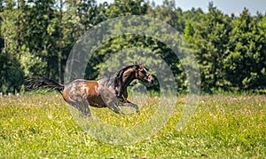 Thoroughbred horses gallop across the meadow