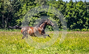 Thoroughbred horses gallop across the meadow