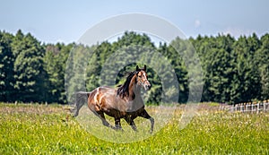 Thoroughbred horses gallop across the meadow