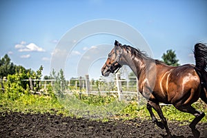 Thoroughbred horses gallop across the meadow