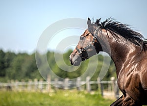 Thoroughbred horses gallop across the meadow