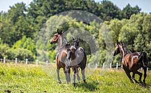 Thoroughbred horses gallop across the meadow