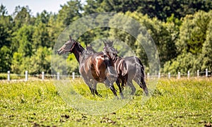 Thoroughbred horses gallop across the meadow