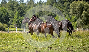 Thoroughbred horses gallop across the meadow