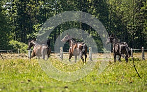 Thoroughbred horses gallop across the meadow