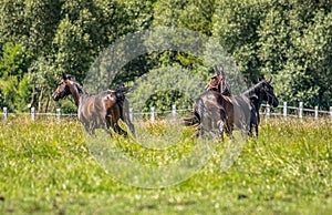 Thoroughbred horses gallop across the meadow