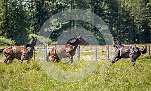 Thoroughbred horses gallop across the meadow