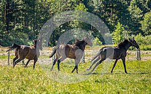 Thoroughbred horses gallop across the meadow