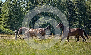 Thoroughbred horses gallop across the meadow